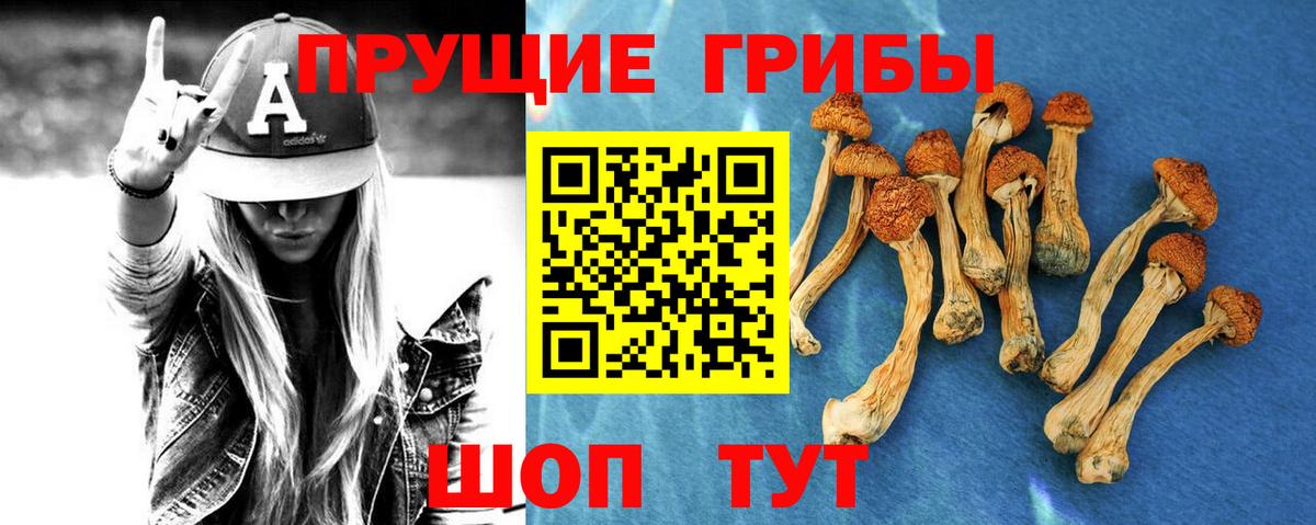 Псилоцибиновые грибы Cubensis Тельмана