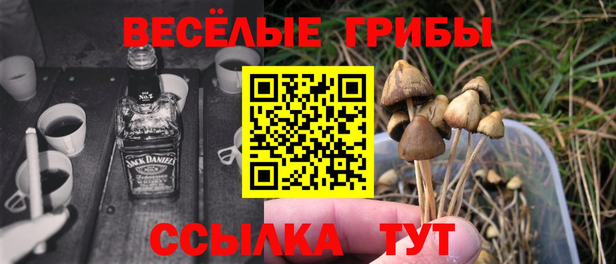 Тельмана  Псилоцибиновые грибы GOLDEN TEACHER  Вход с VPN  Псилоцибиновые грибы Psilocybe 